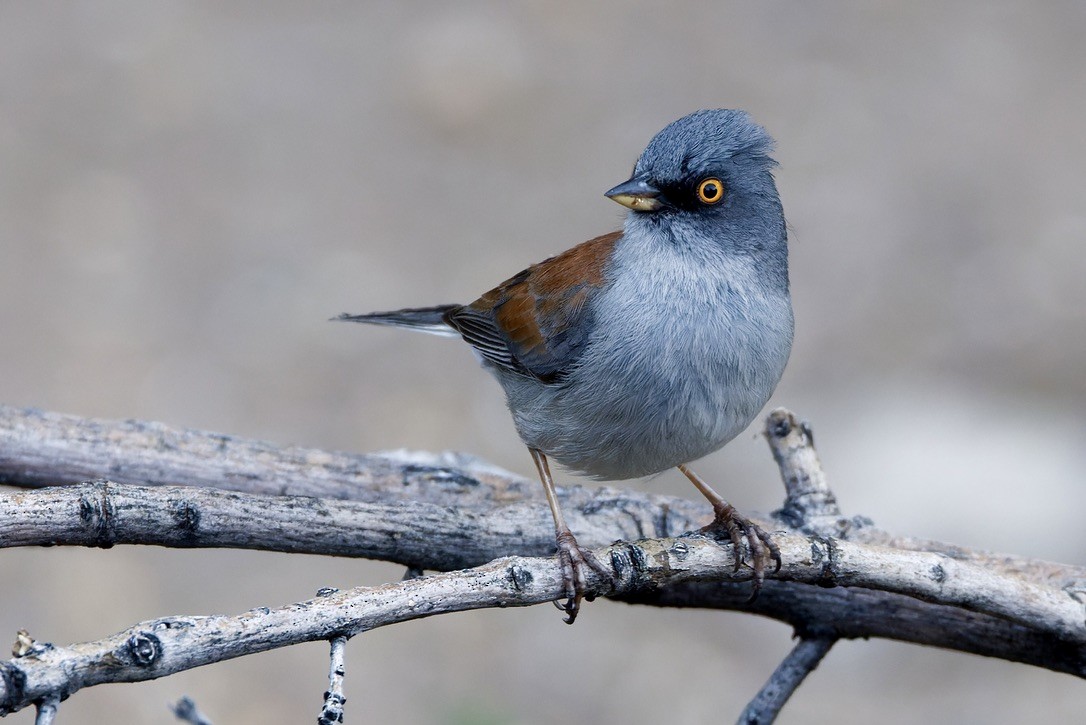 Yellow-eyed Junco - Haim Weizman