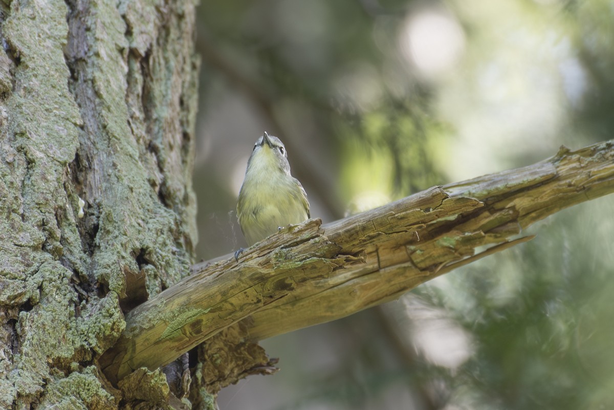 Cassin's Vireo - ML618843449