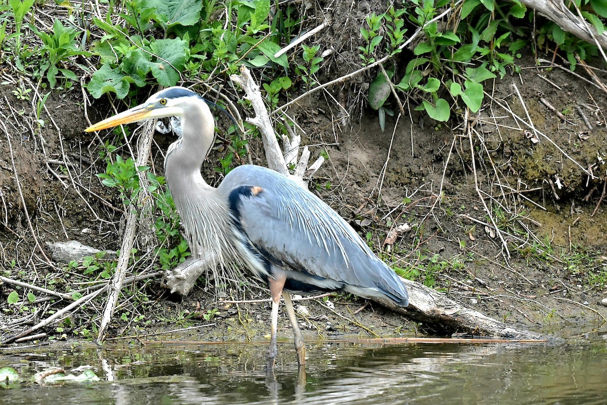 Great Blue Heron - Steve Czyzycki