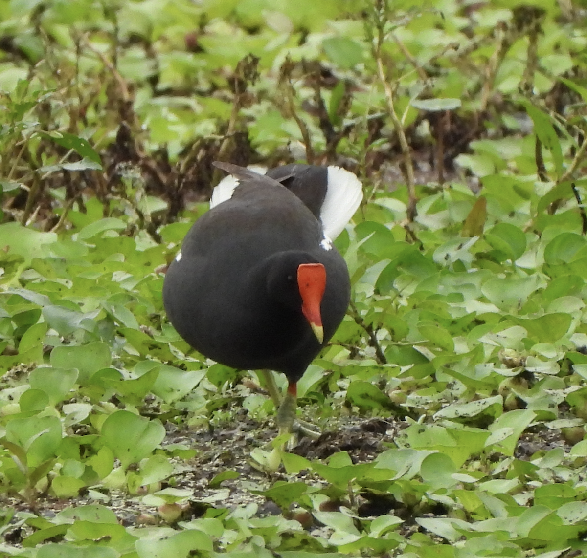 Common Gallinule - ML618843459