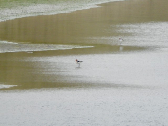 American Avocet - Mark Yoder