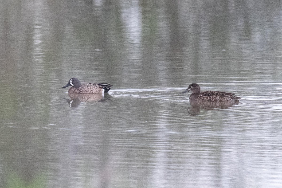 Blue-winged Teal - Luc Girard