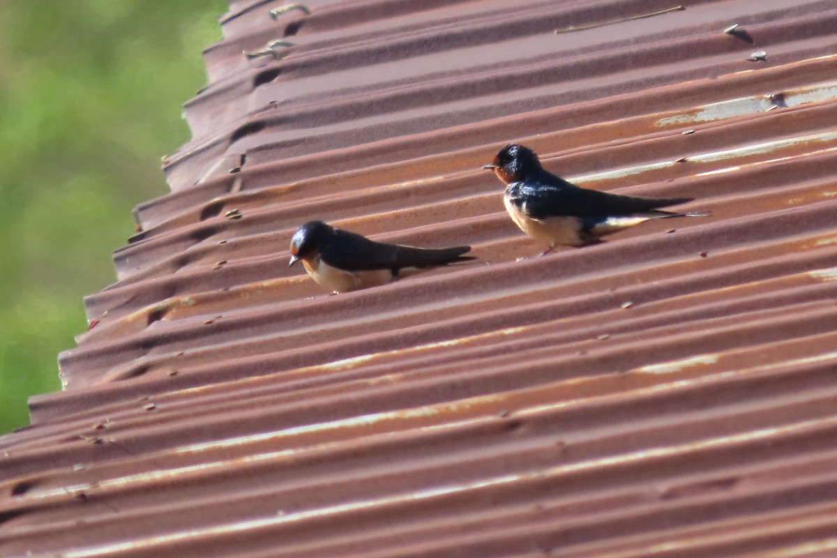 Barn Swallow - Rebecca Giroux