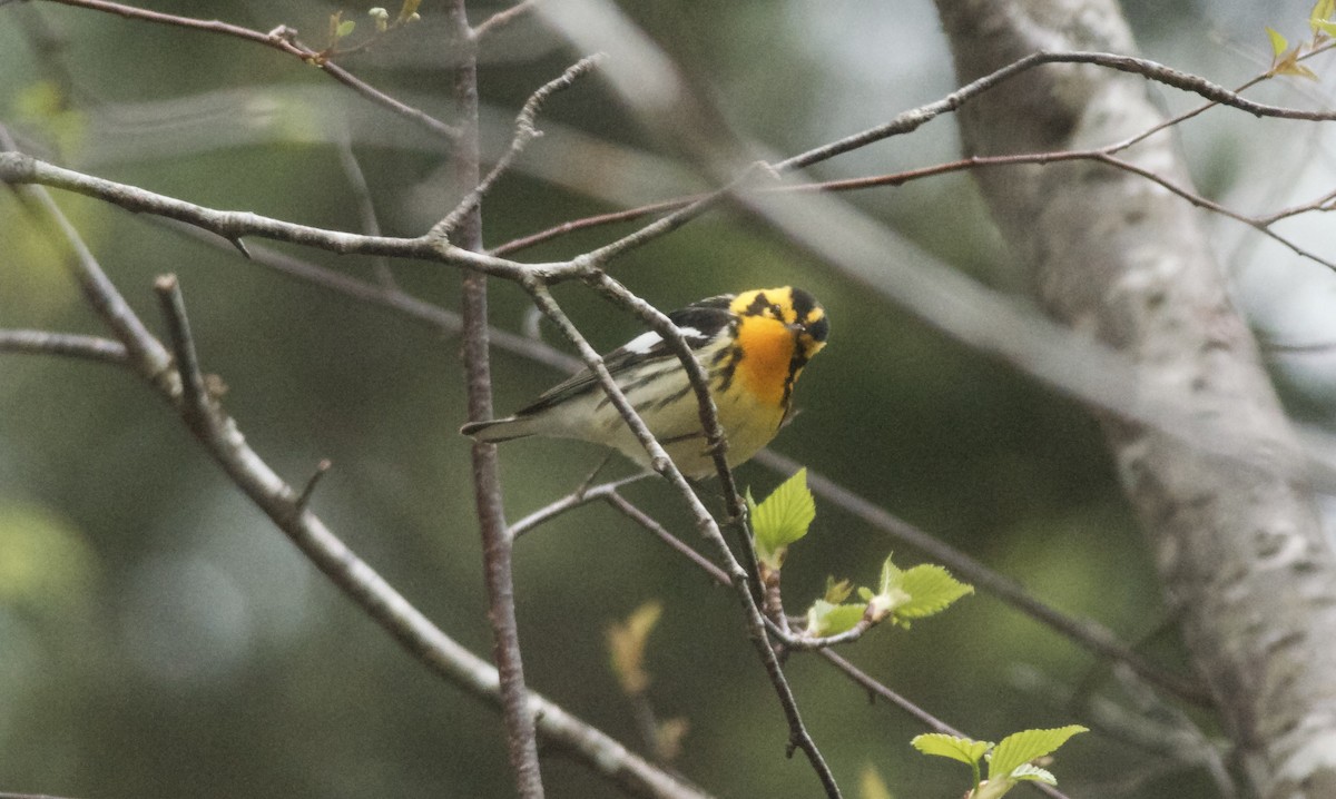 Blackburnian Warbler - Paul Gould