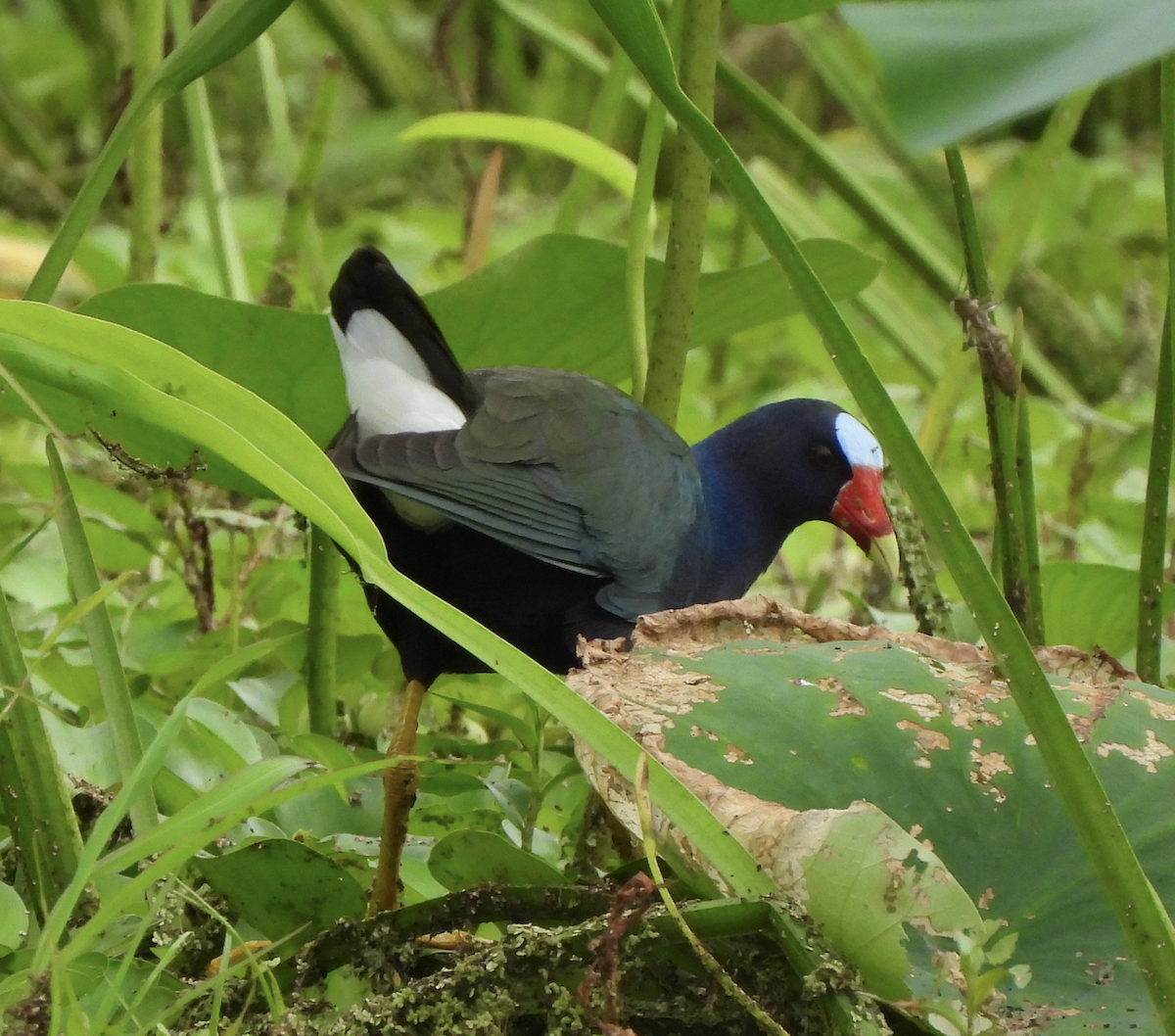 Purple Gallinule - Rika Payne