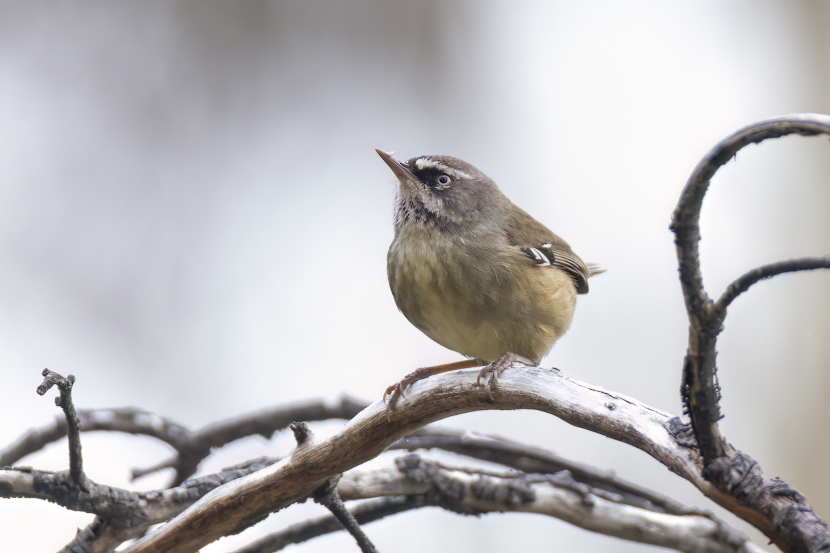 White-browed Scrubwren - Andreas Heikaus