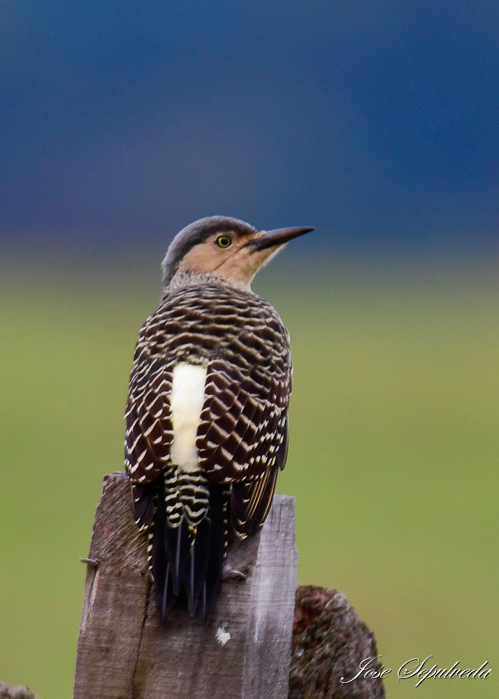 Chilean Flicker - José Sepúlveda