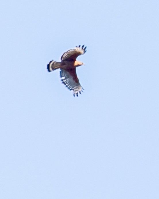 Red-shouldered Hawk - Chris Tosdevin