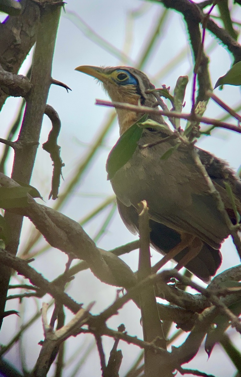 Lesser Ground-Cuckoo - Alfredo  birding guide @tolgonzalezalfredo@yahoo.com WHATSAPP +502 31457601