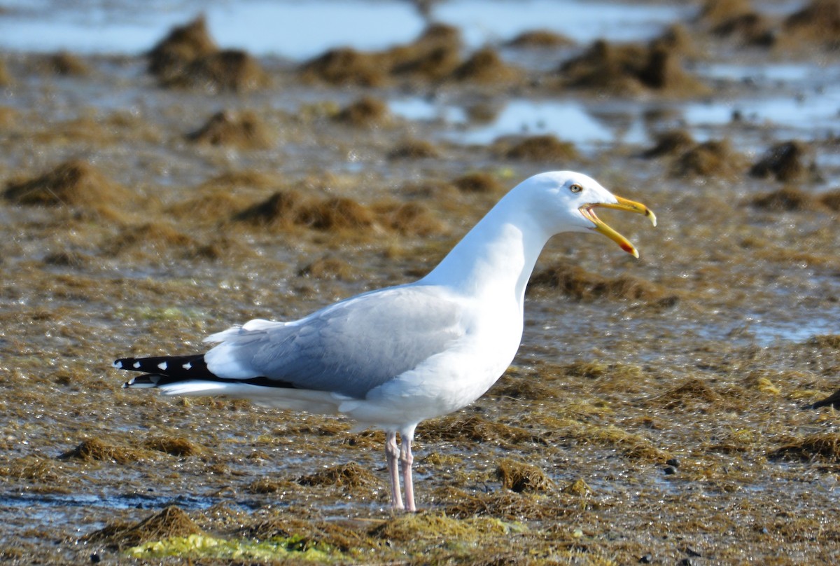 Herring Gull - Anonymous