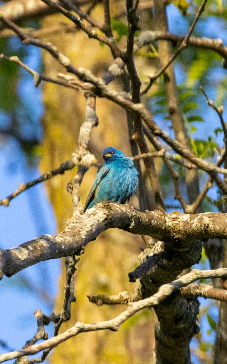 Indigo Bunting - Carlos Navarro