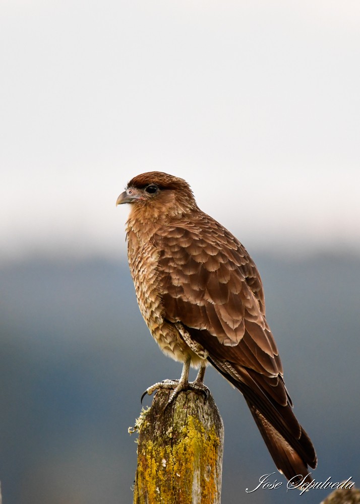 Chimango Caracara - José Sepúlveda