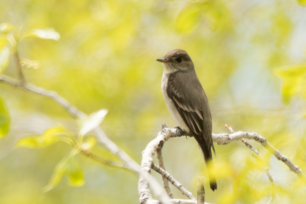 Western Wood-Pewee - Lori Buhlman