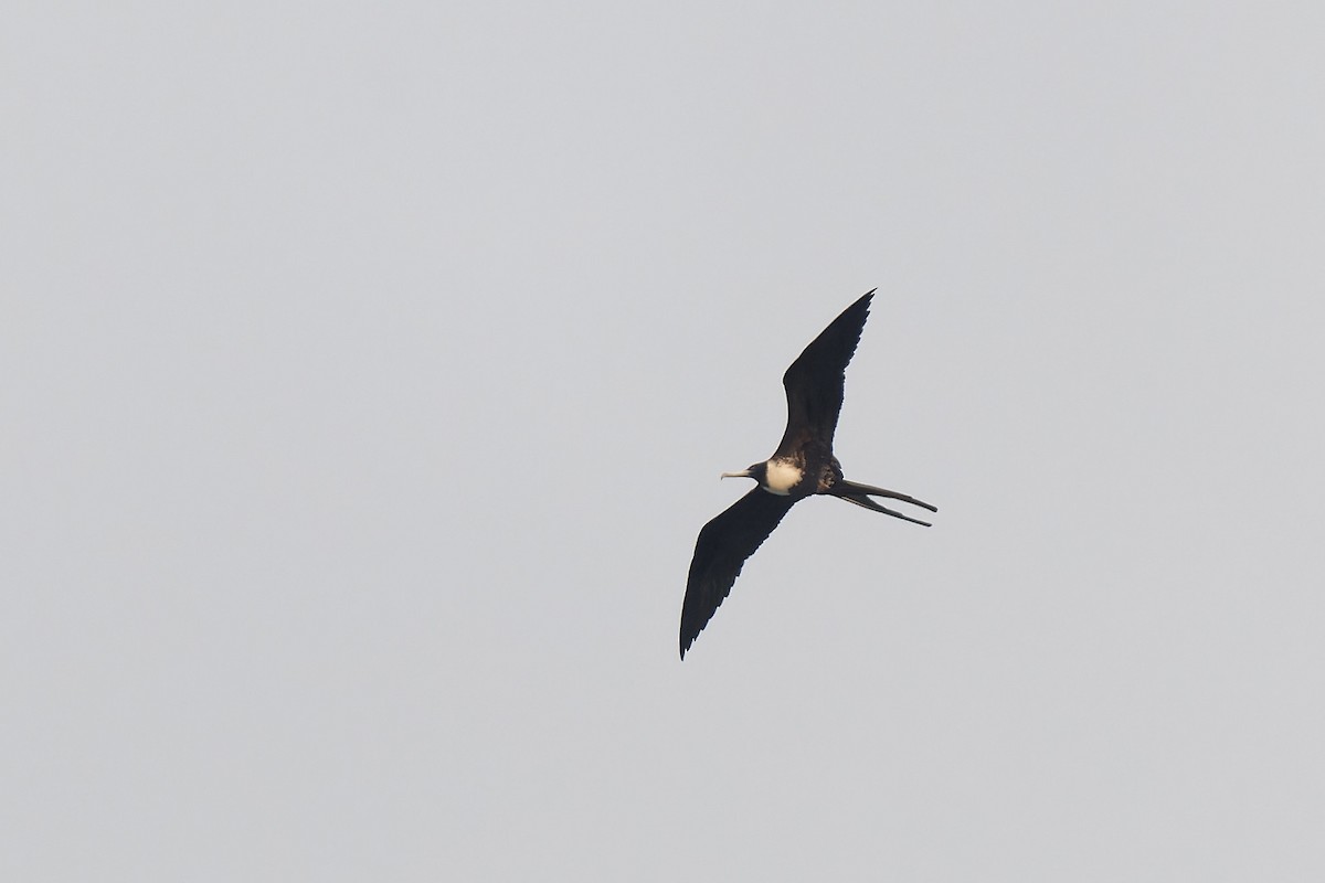 Magnificent Frigatebird - Zbigniew Wnuk