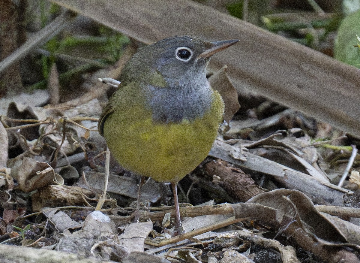 Connecticut Warbler - Lawrence Gladsden