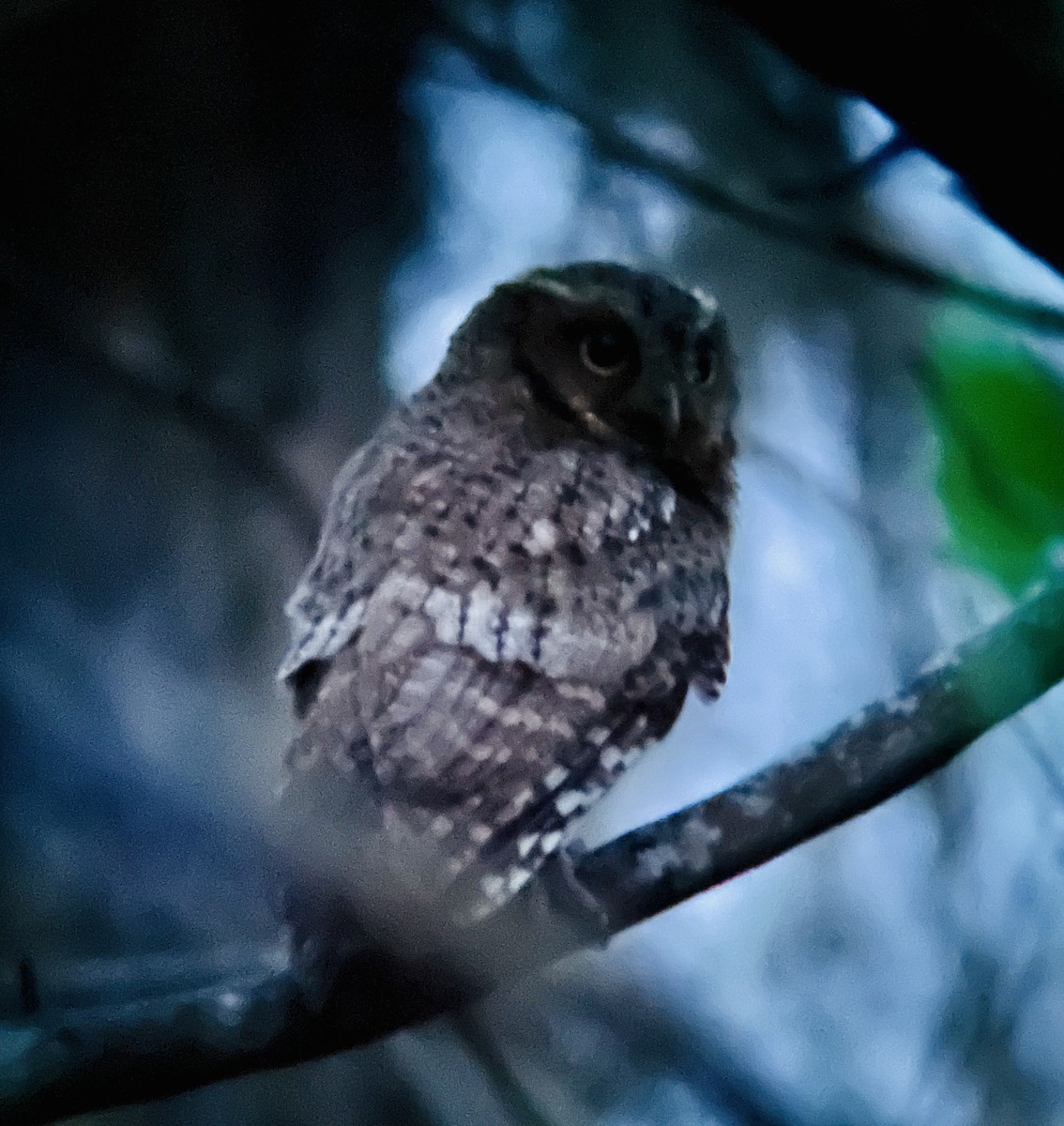 Middle American Screech-Owl - Alfredo  birding guide @tolgonzalezalfredo@yahoo.com WHATSAPP +502 31457601