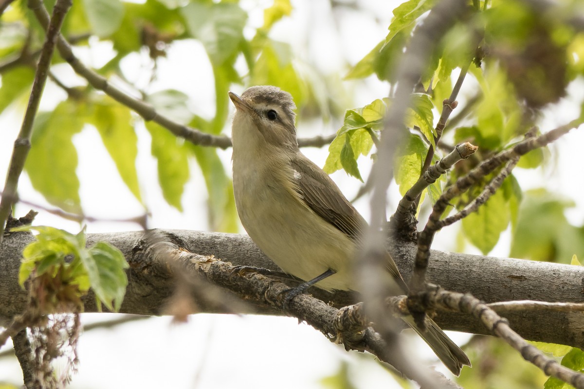 Warbling Vireo - Lori Buhlman