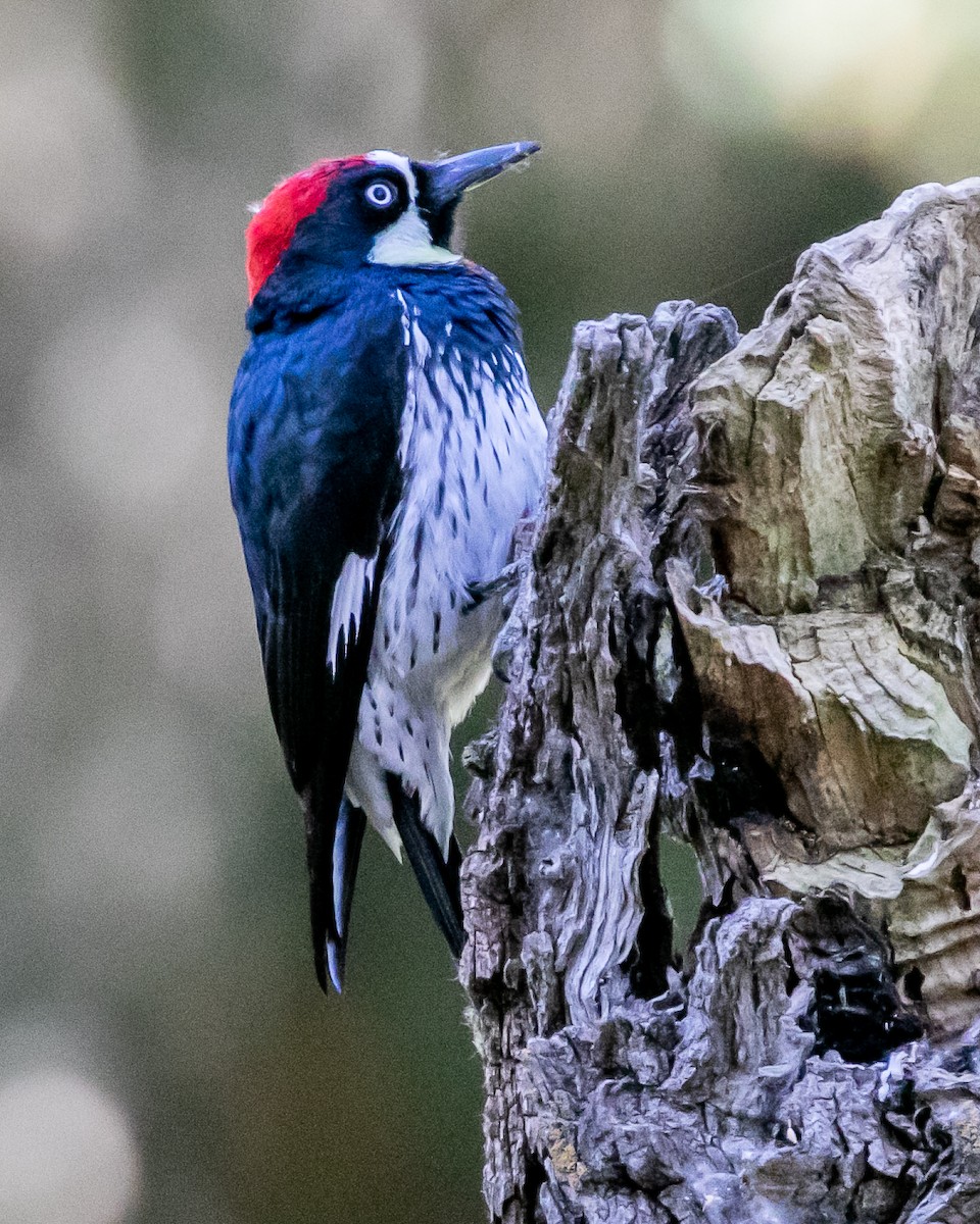 Acorn Woodpecker - Chris Tosdevin