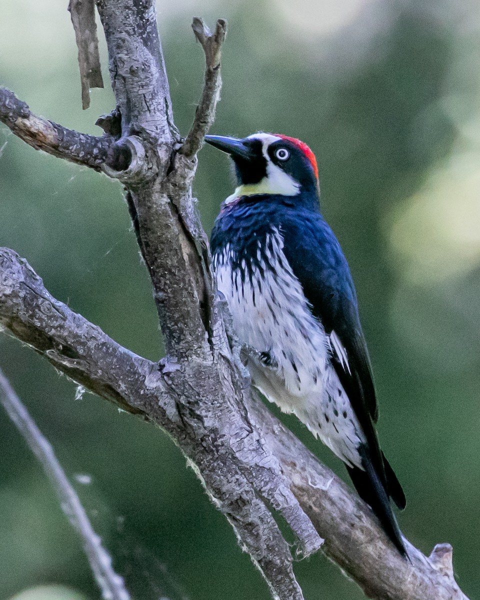 Acorn Woodpecker - Chris Tosdevin