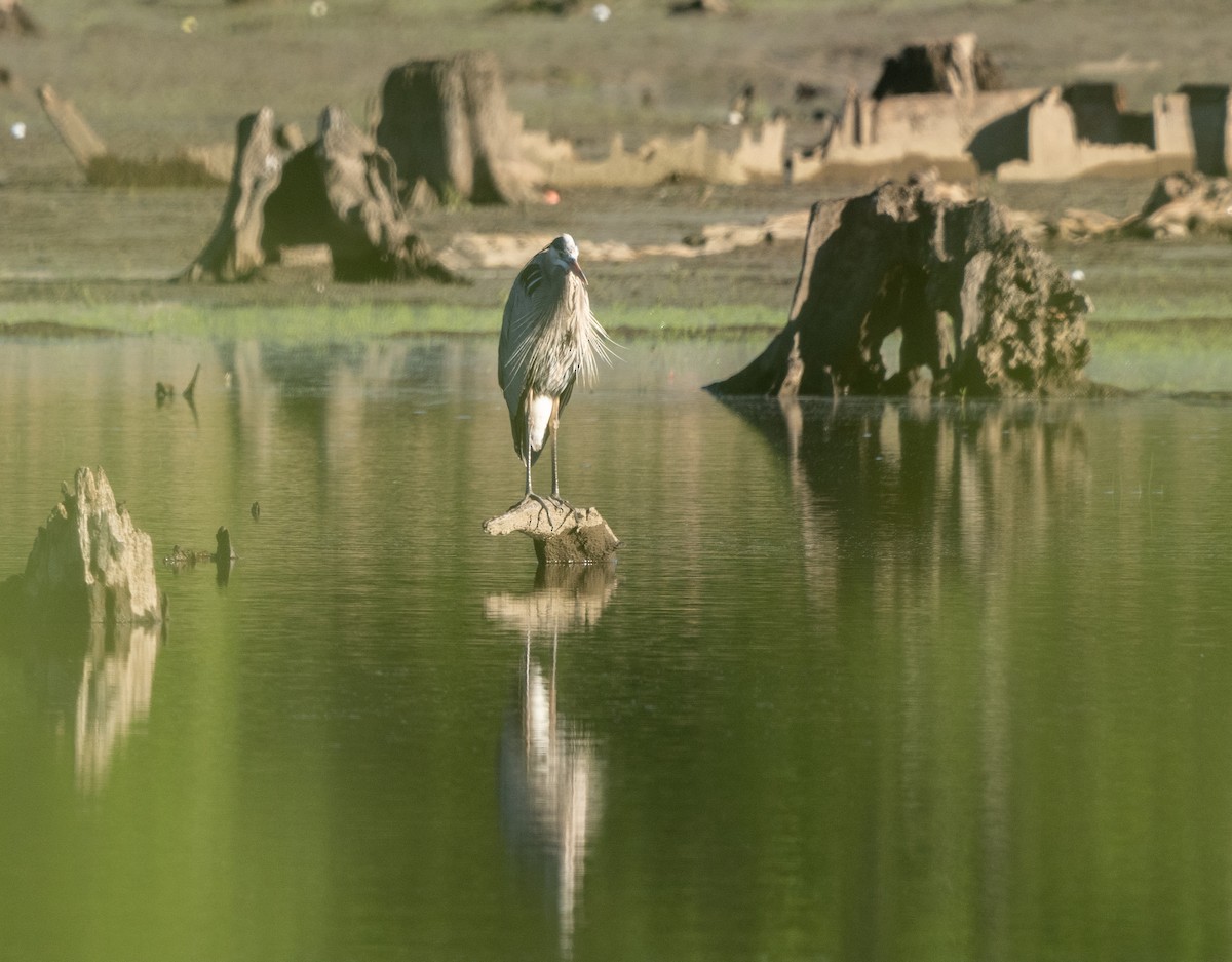 Great Blue Heron - ML618843616