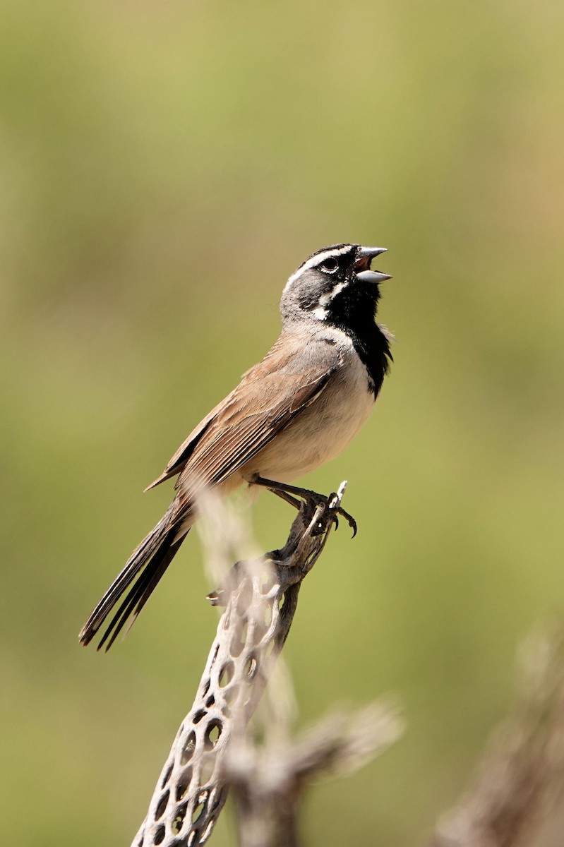 Black-throated Sparrow - Sue Foster