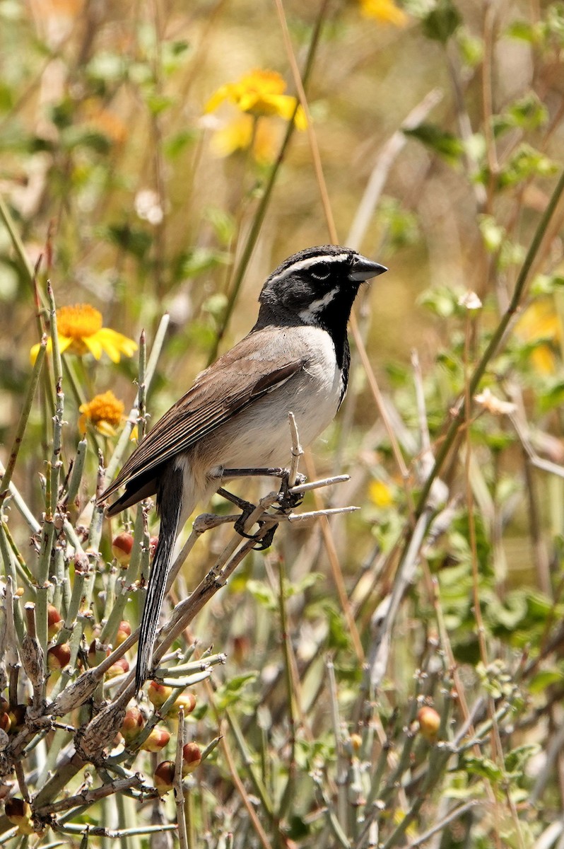 Black-throated Sparrow - Sue Foster