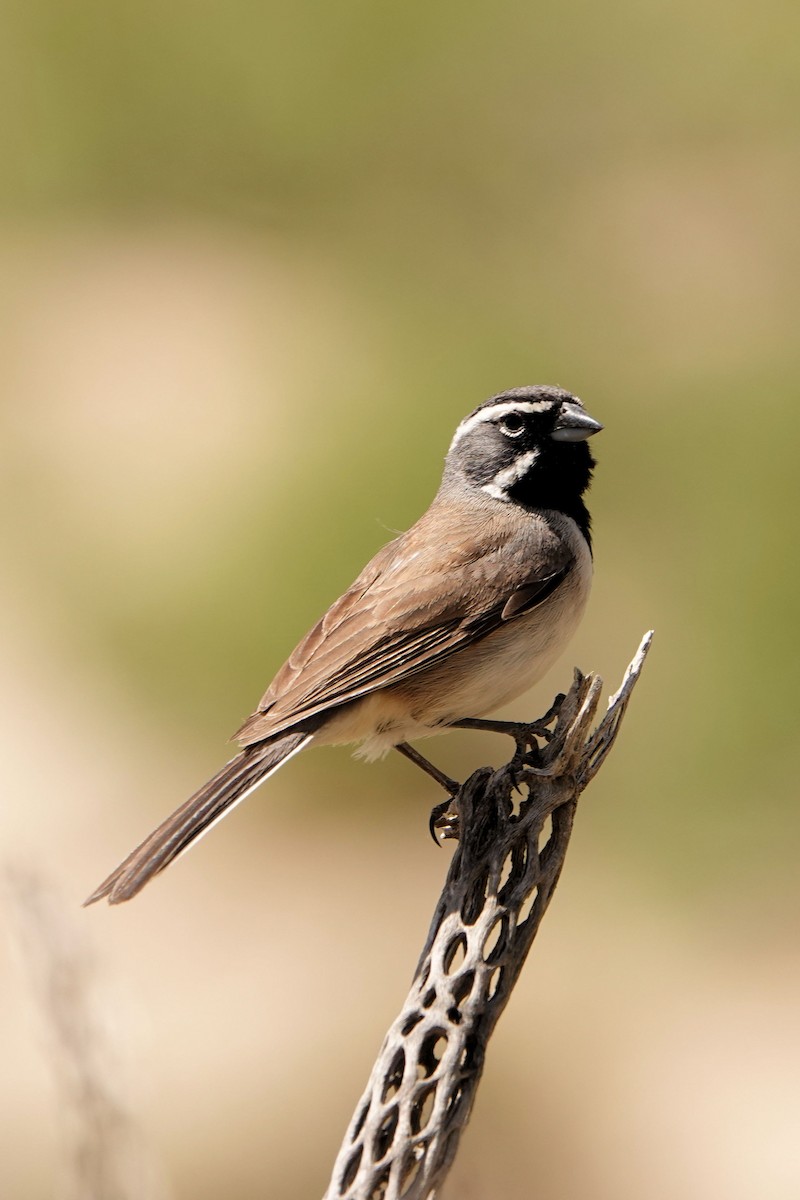 Black-throated Sparrow - Sue Foster