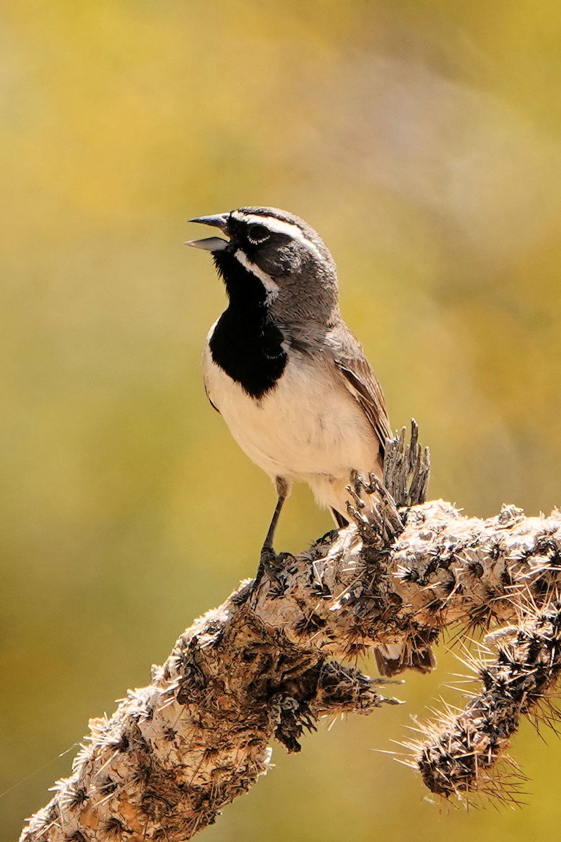 Black-throated Sparrow - Sue Foster