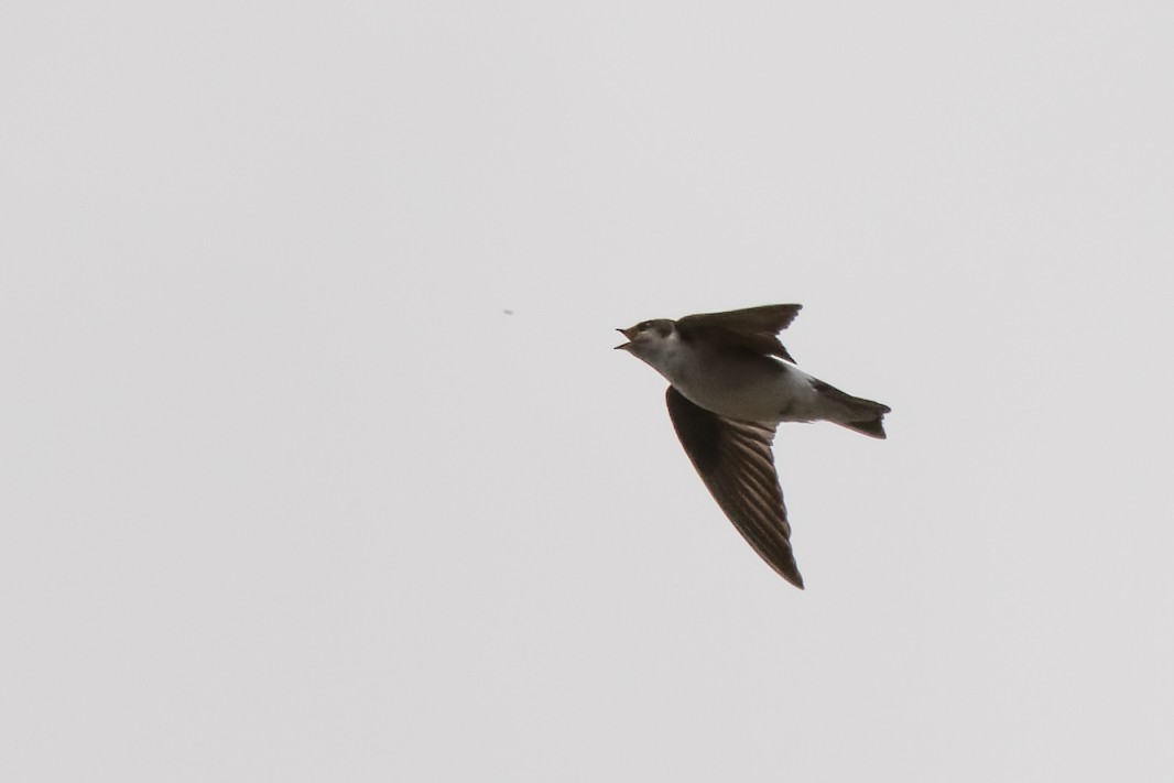 Violet-green Swallow - Lori Buhlman