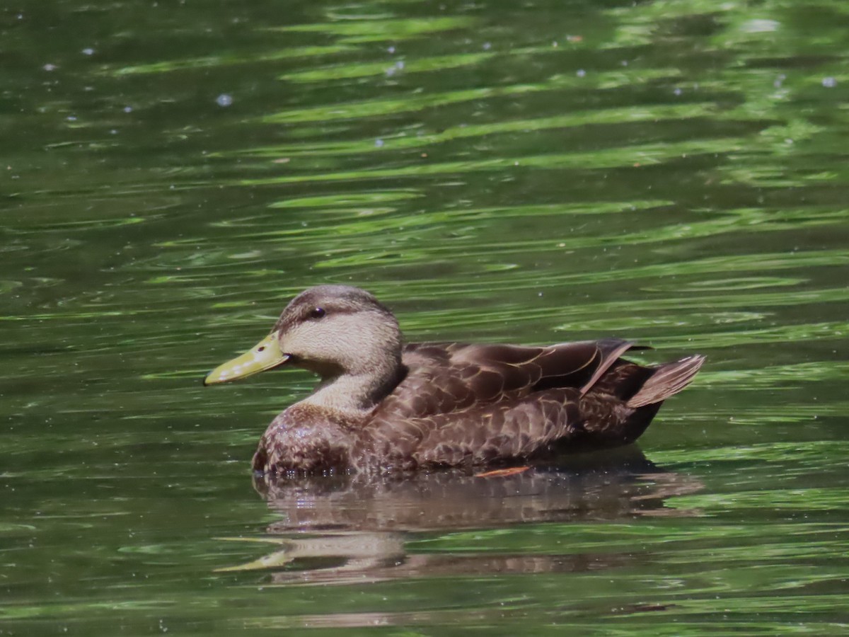 American Black Duck - Ursula  Mitra