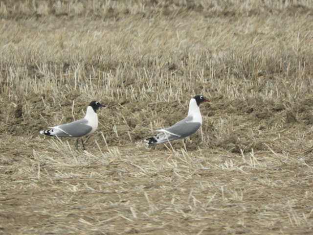 Franklin's Gull - Mark Yoder