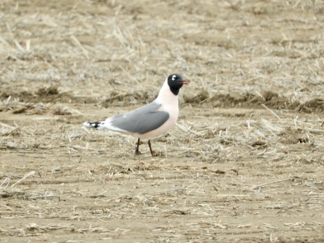 Franklin's Gull - Mark Yoder