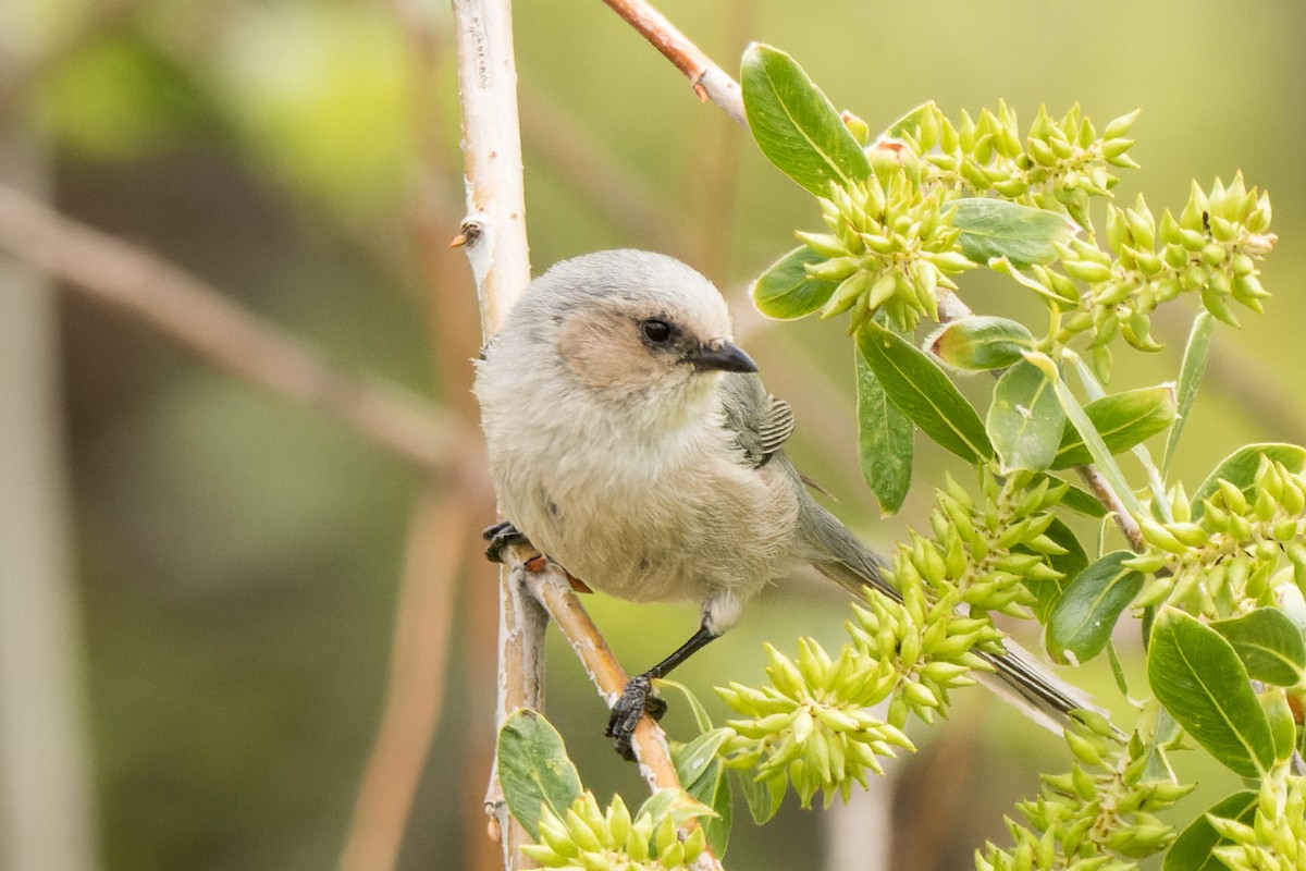 Bushtit - Lori Buhlman