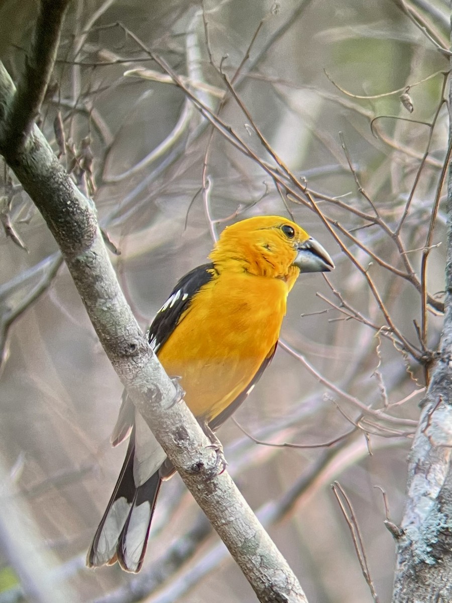 Yellow Grosbeak - Alfredo  birding guide @tolgonzalezalfredo@yahoo.com WHATSAPP +502 31457601