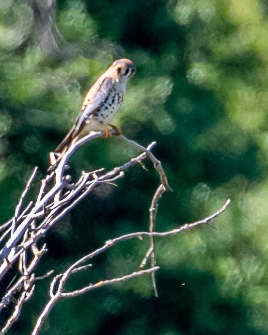 American Kestrel - Chris Tosdevin