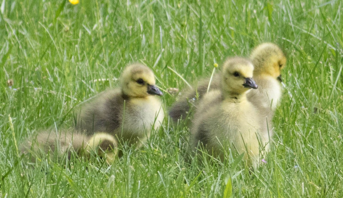 Canada Goose - ML618843714