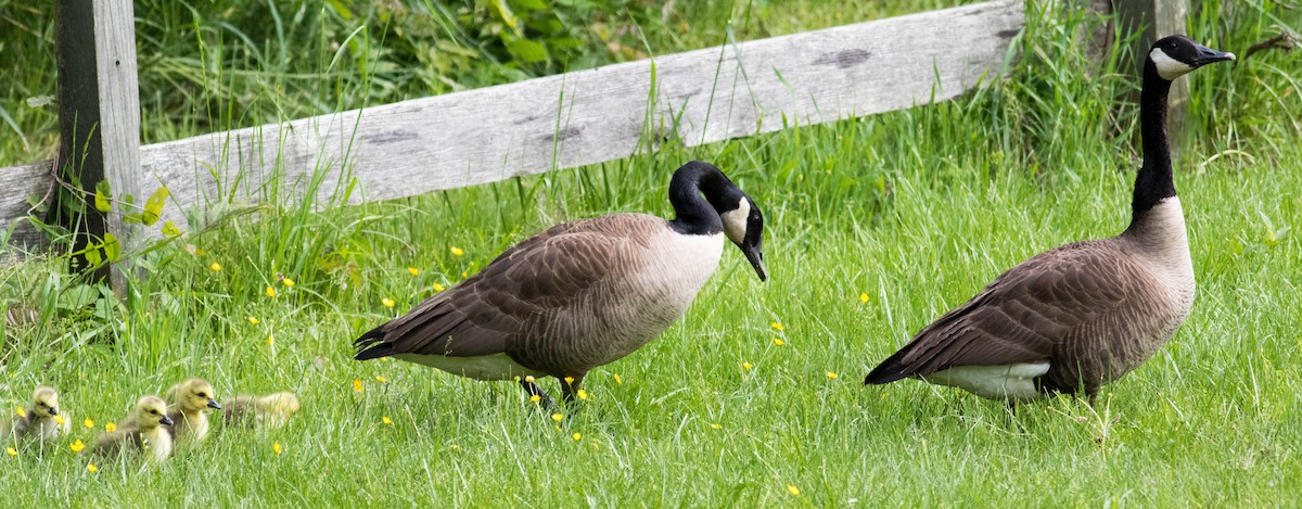 Canada Goose - Elle McGee