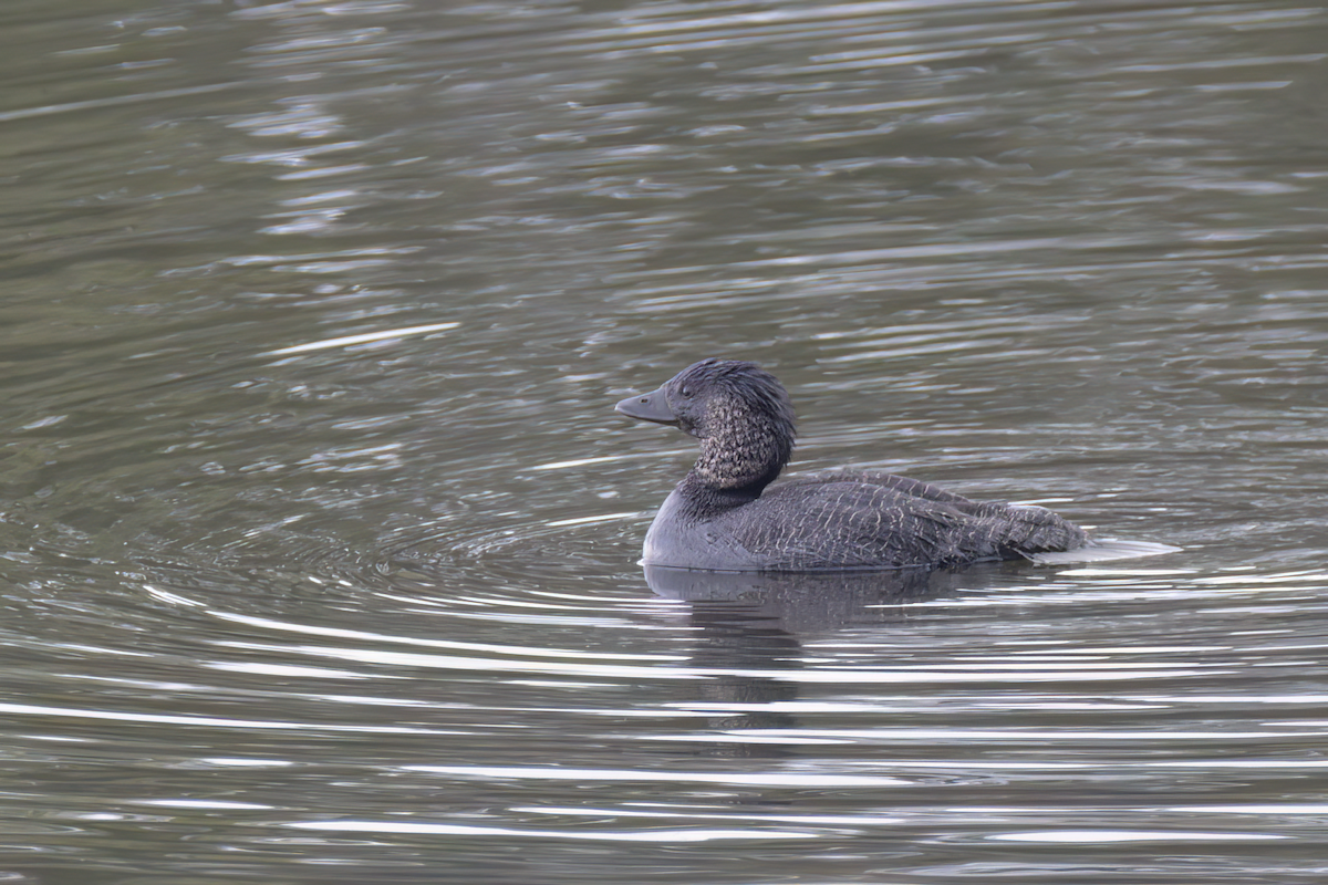 Musk Duck - Andreas Heikaus