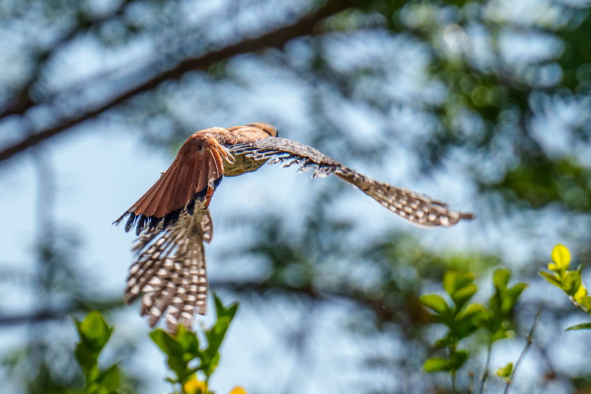 American Kestrel - Rick Hill