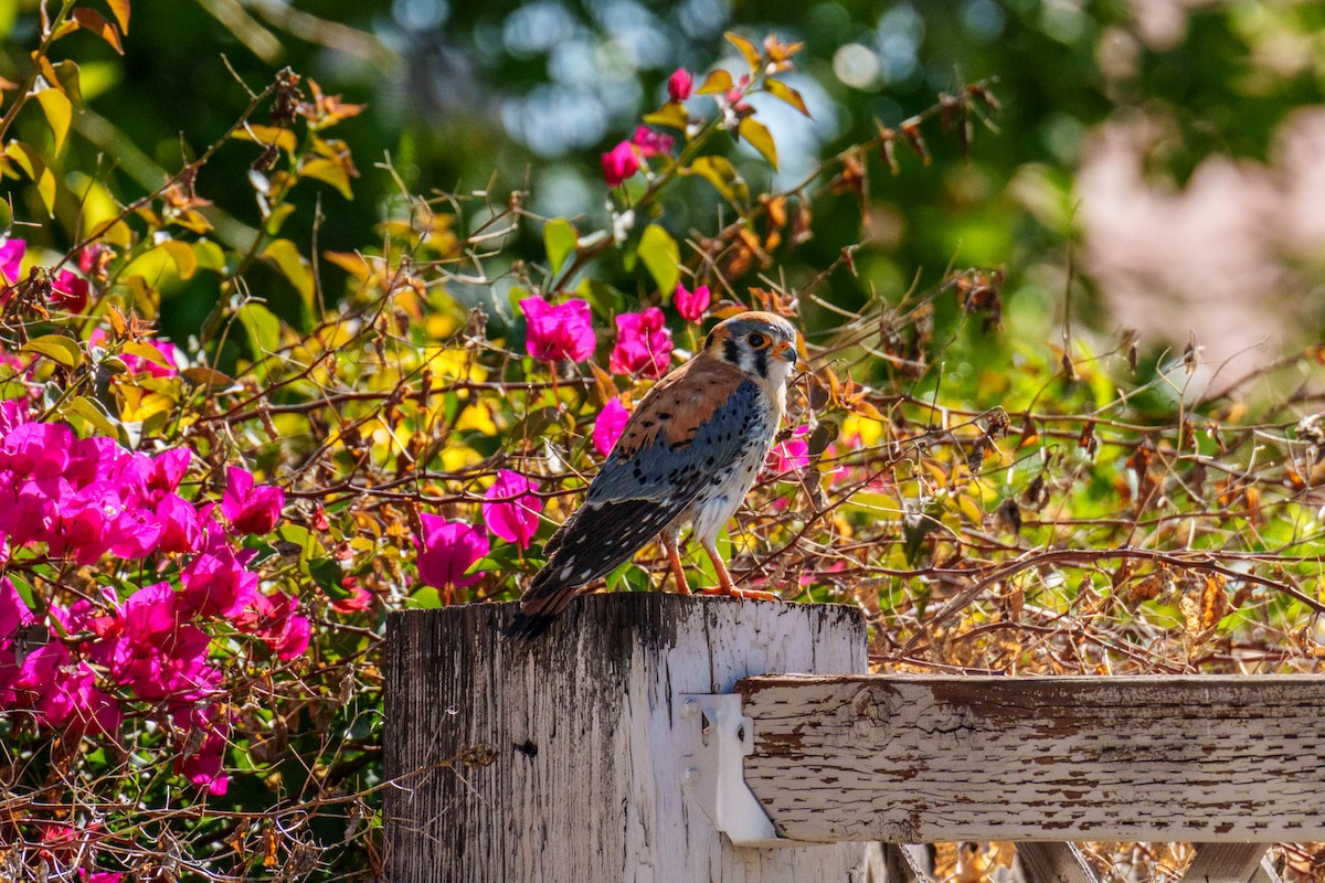 American Kestrel - Rick Hill