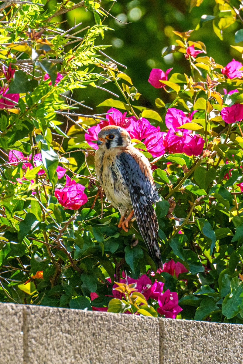 American Kestrel - Rick Hill