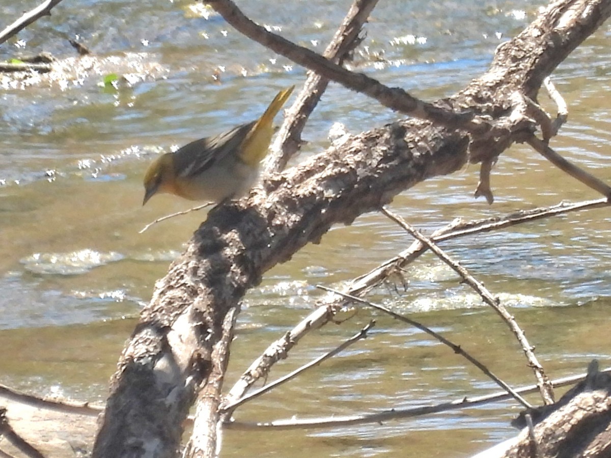 Bullock's Oriole - Sam Reitenour