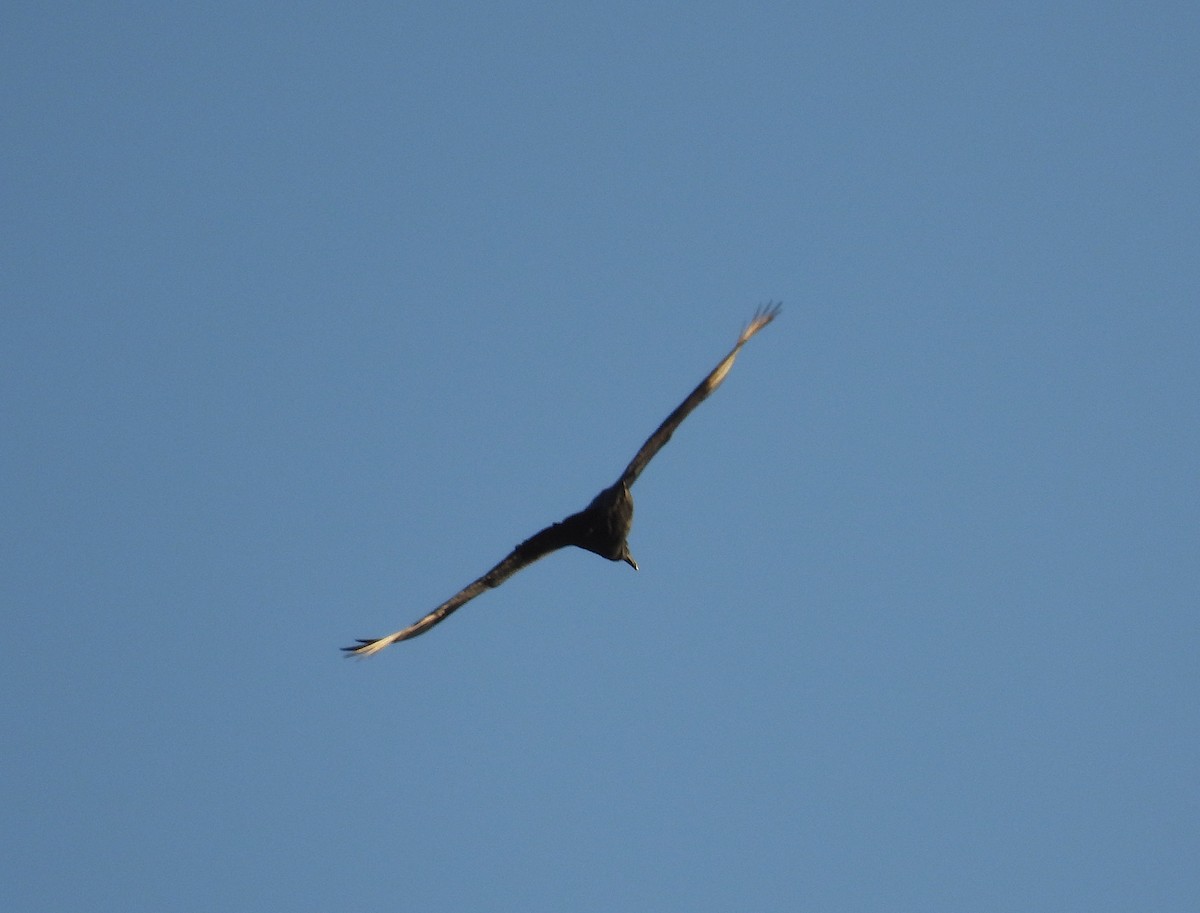 Black Vulture - Rodrigo Quadros