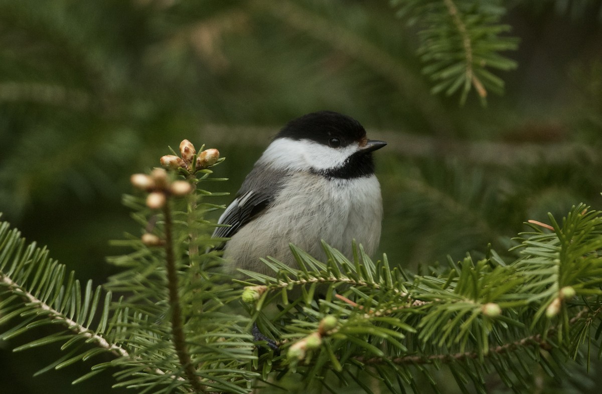 Black-capped Chickadee - ML618843745