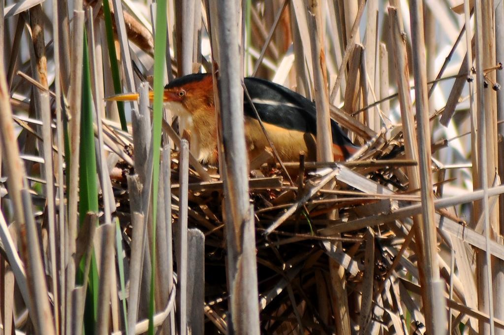 Least Bittern - Thomas P. LeBlanc