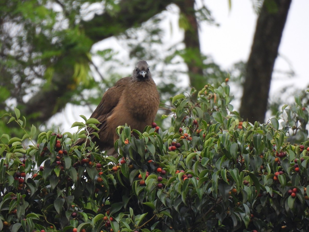 Plain Chachalaca - María Eugenia Paredes Sánchez