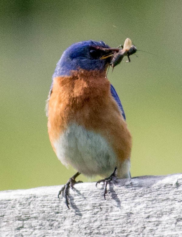 Eastern Bluebird (Eastern) - ML618843763