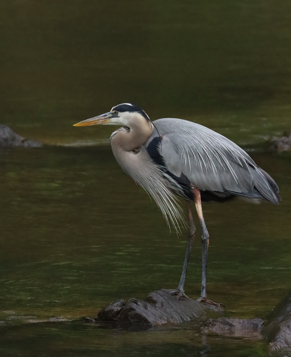 Great Blue Heron - ML618843765