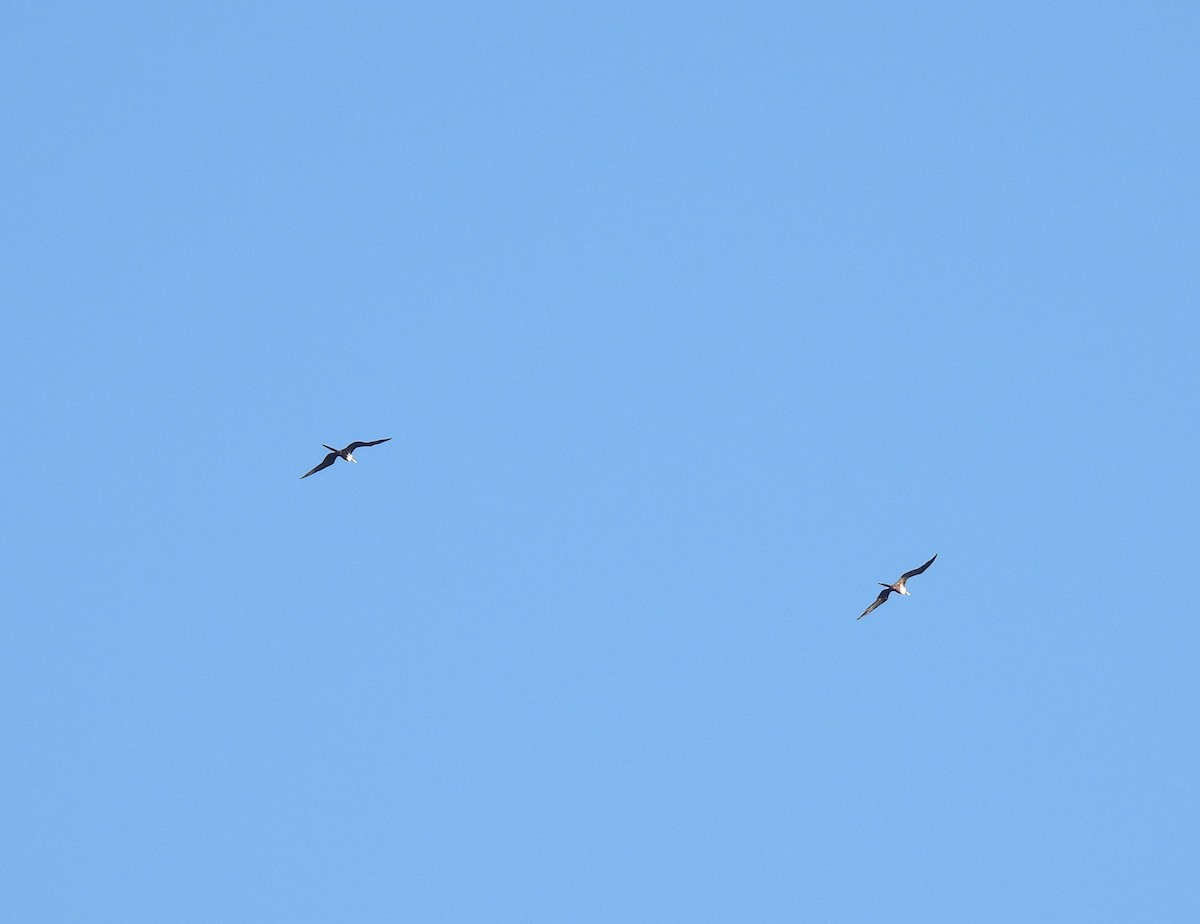 Magnificent Frigatebird - ML618843770