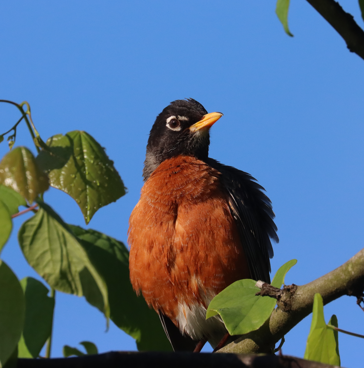 American Robin - ML618843772